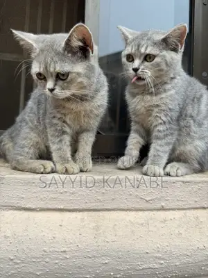 1-3 months Male Purebred British Shorthair