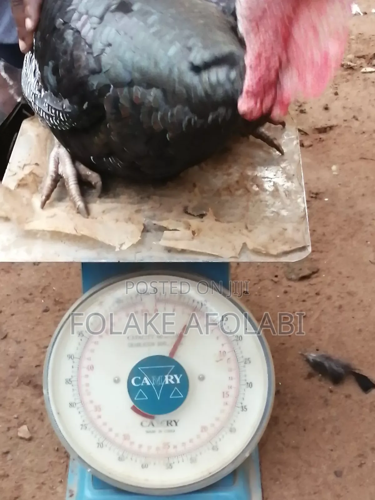 Live Turkey
