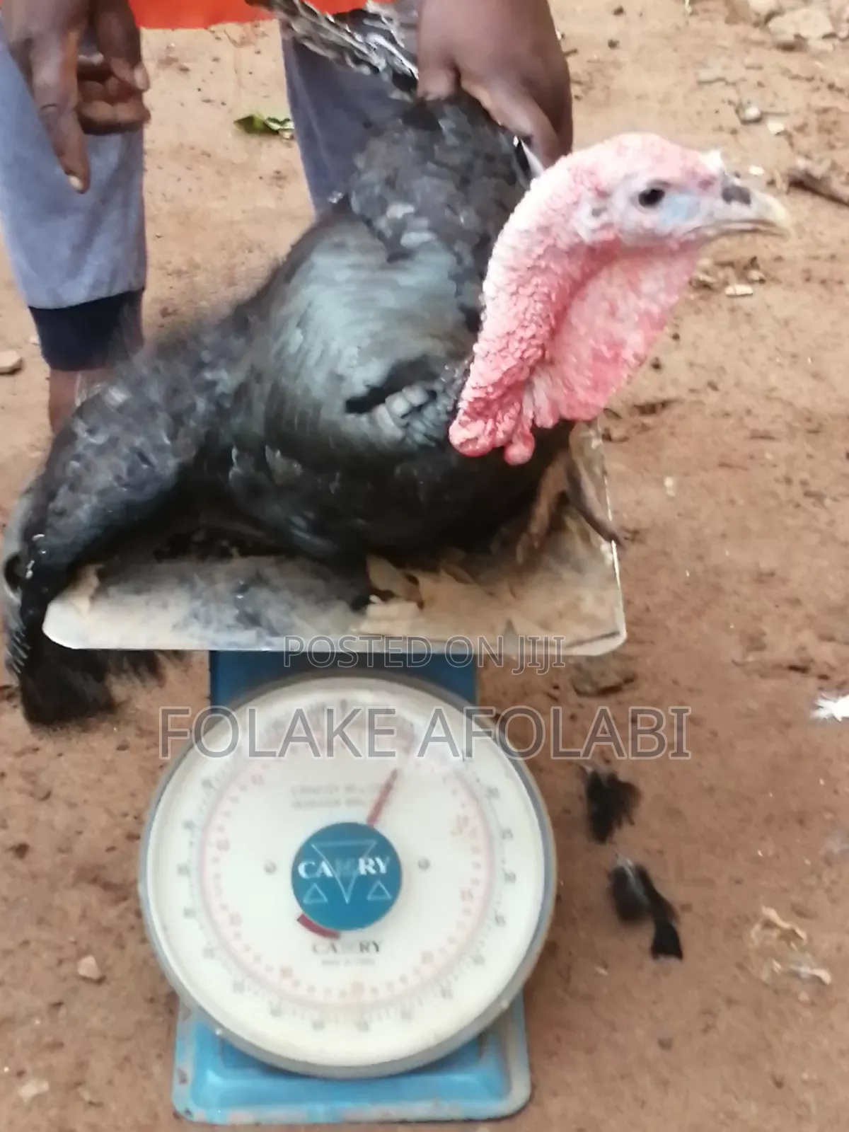 Live Turkey