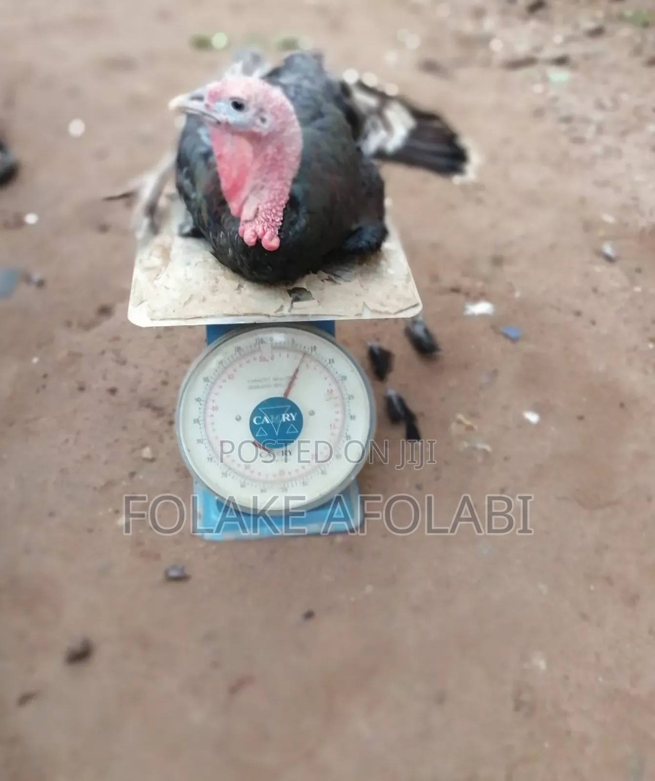 Live Turkey
