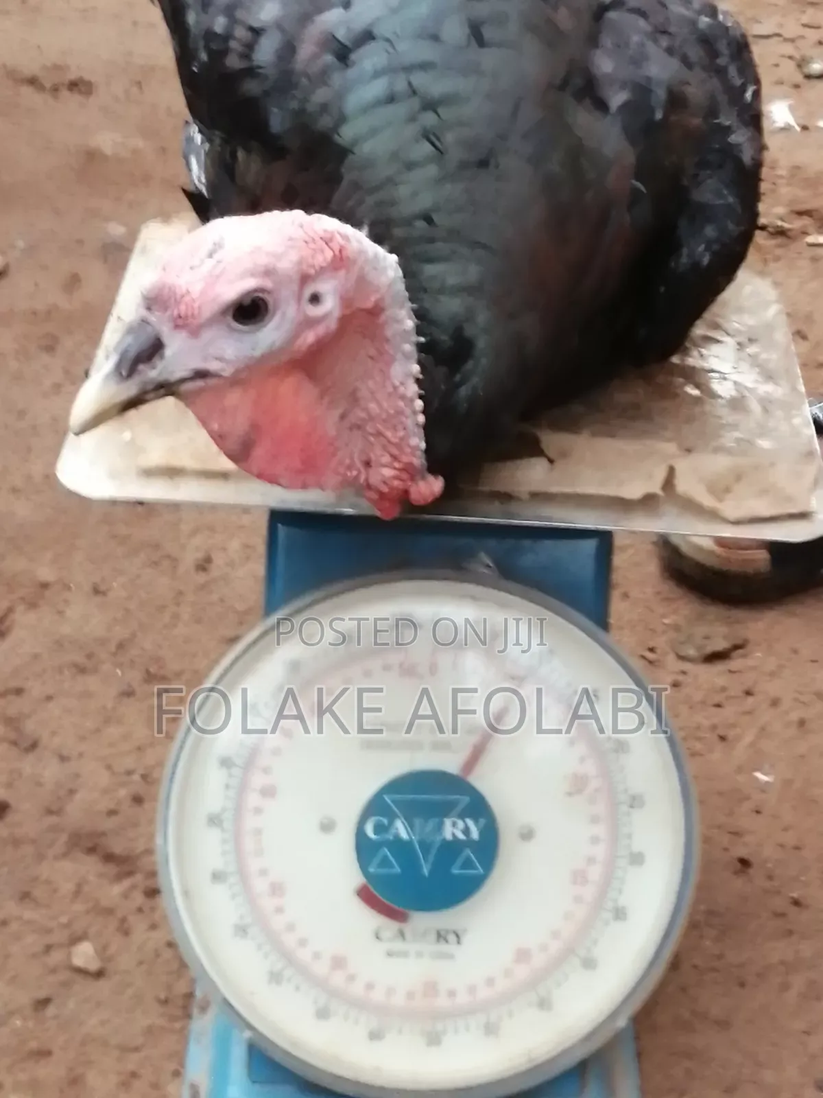 Live Turkey