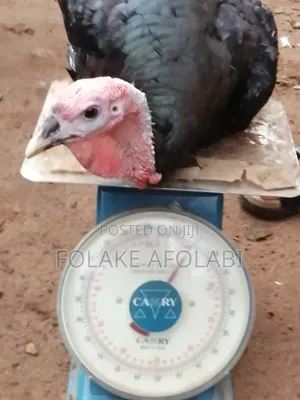 Live Turkey
