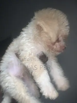 3-6 months Male Purebred American Eskimo