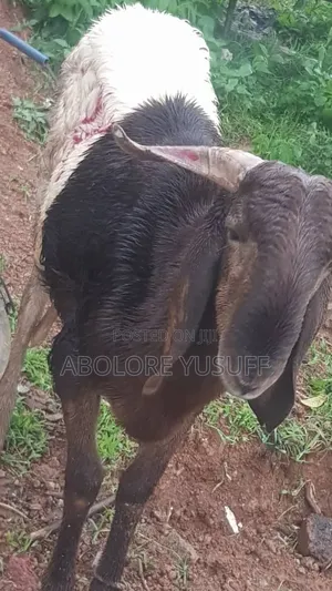 Rams Available for Sale