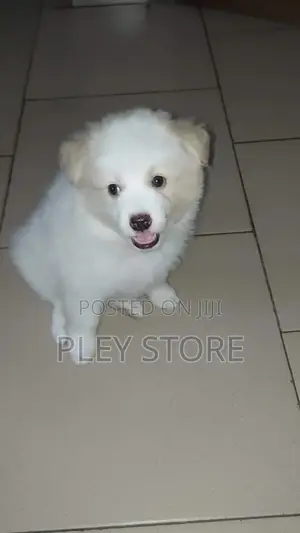 0-1 month Female Mixed Breed American Eskimo