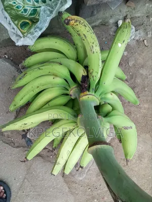 Quality Plantains