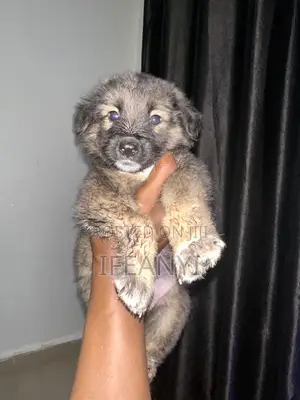 1-3 months Female Purebred German Shepherd