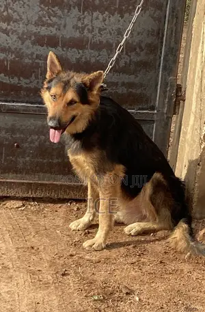 1+ year Male Purebred German Shepherd
