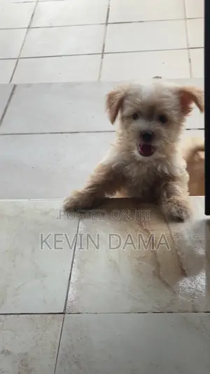 1-3 months Male Purebred Lhasa Apso