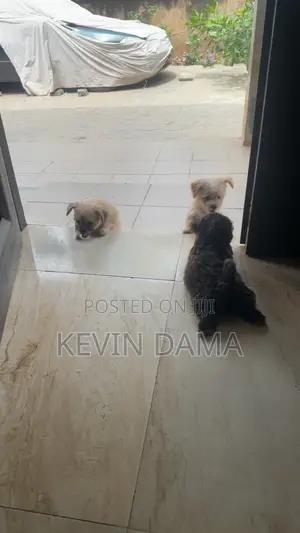 1-3 months Male Purebred Lhasa Apso