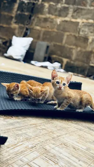 1-3 months Female Purebred Ocicat