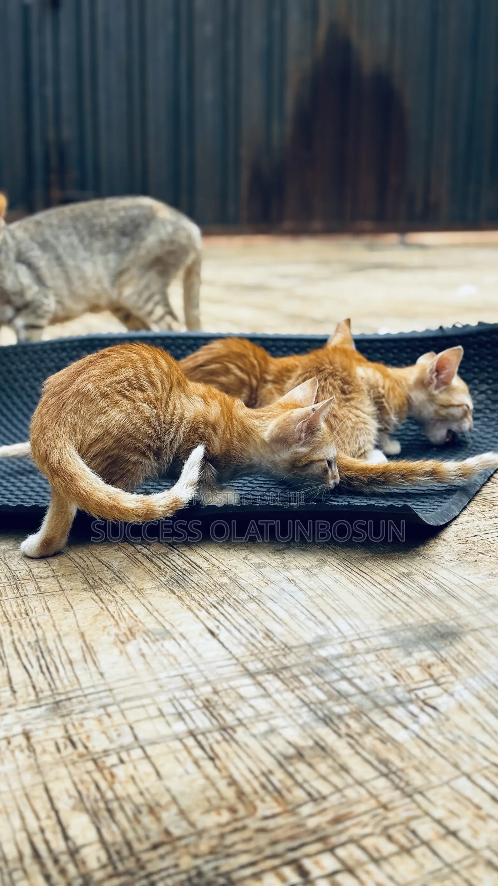 1-3 months Female Purebred Ocicat