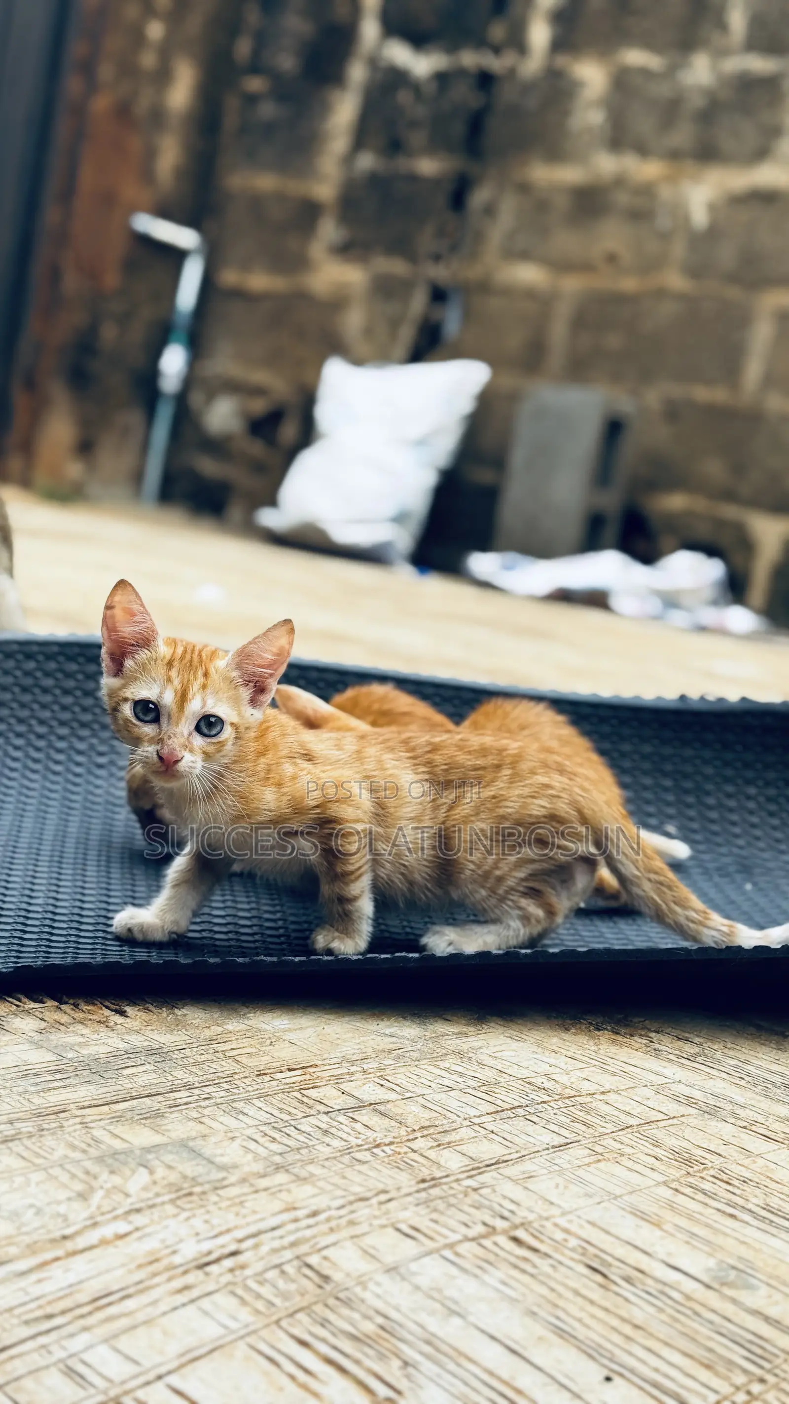 1-3 months Female Purebred Ocicat