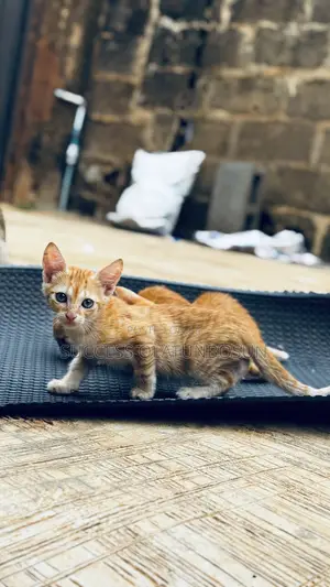 1-3 months Female Purebred Ocicat