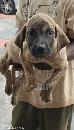 1-3 months Male Purebred Boerboel
