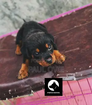 1-3 months Male Purebred Rottweiler