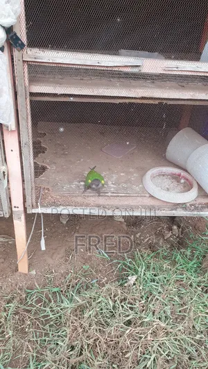 Birds Animal