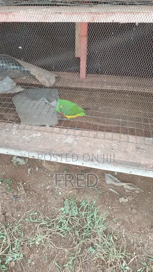 Birds Animal