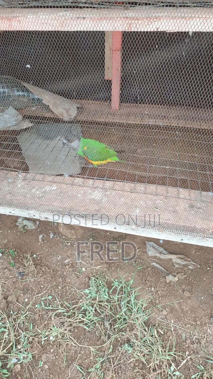 Birds Animal