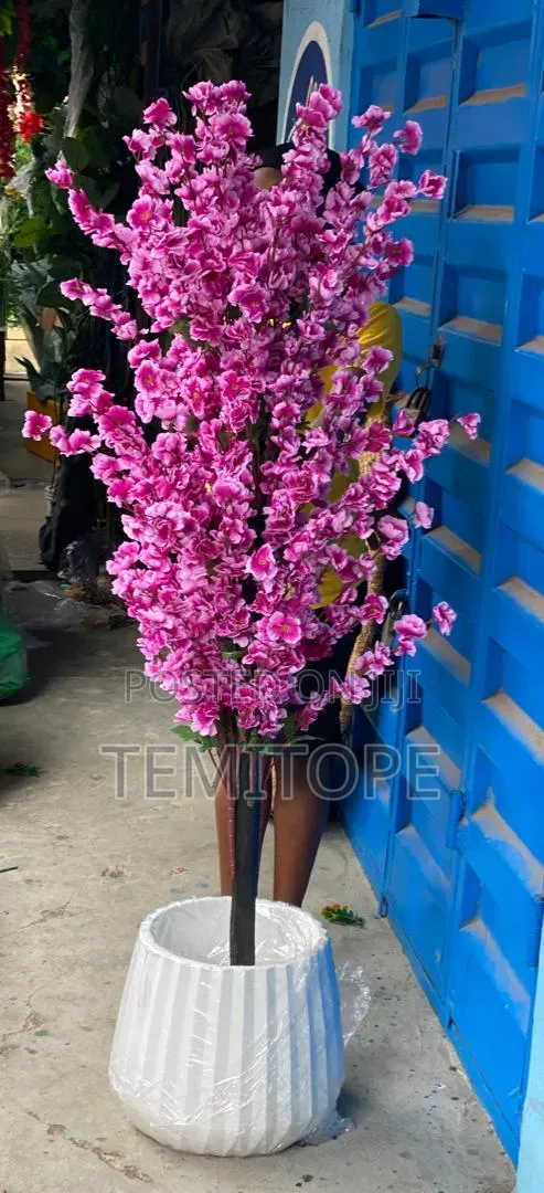 Cherry Blossom Tree