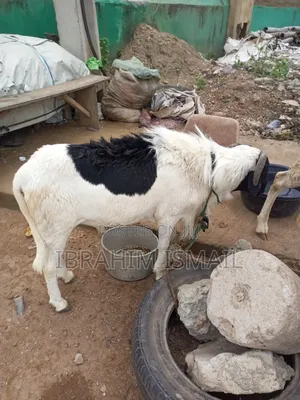 Ileya Ram Available