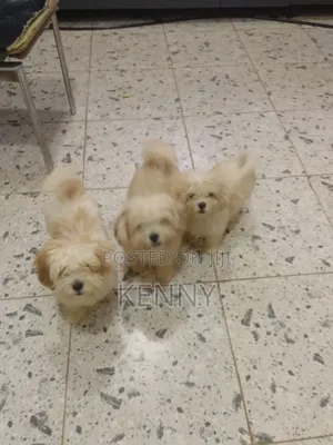 3-6 months Male Purebred Lhasa Apso