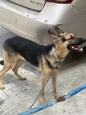 6-12 months Male Purebred German Shepherd