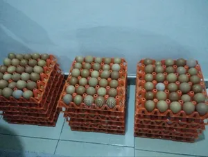 Farm Fresh Eggs for Sale