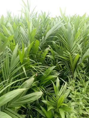 Come and Build Better Future With Our Malaysia Supergene Seedlings