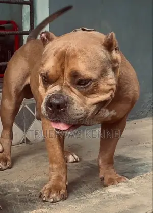 1+ year Male Purebred American Bully
