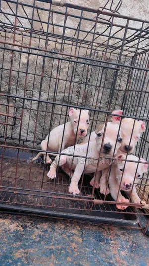 1-3 months Female Purebred American Pit Bull Terrier