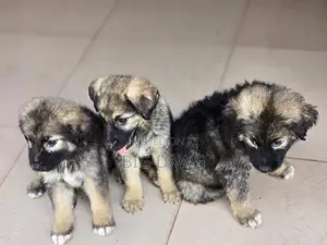 0-1 month Male Purebred Caucasian Shepherd