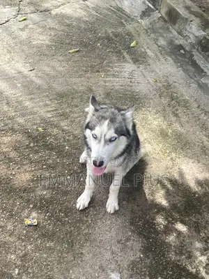 6-12 months Male Purebred Siberian Husky
