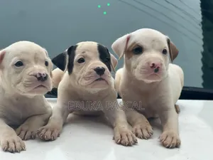 1-3 months Female Purebred American Pit Bull Terrier