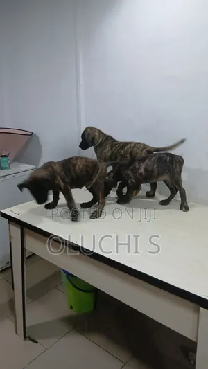 1-3 months Female Purebred Boerboel