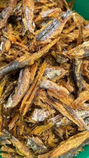 Bonga Fish