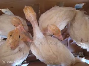 Ajewolefarmsltd
