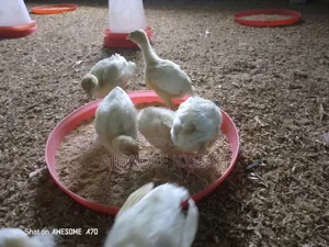 Ajewolefarmsltd