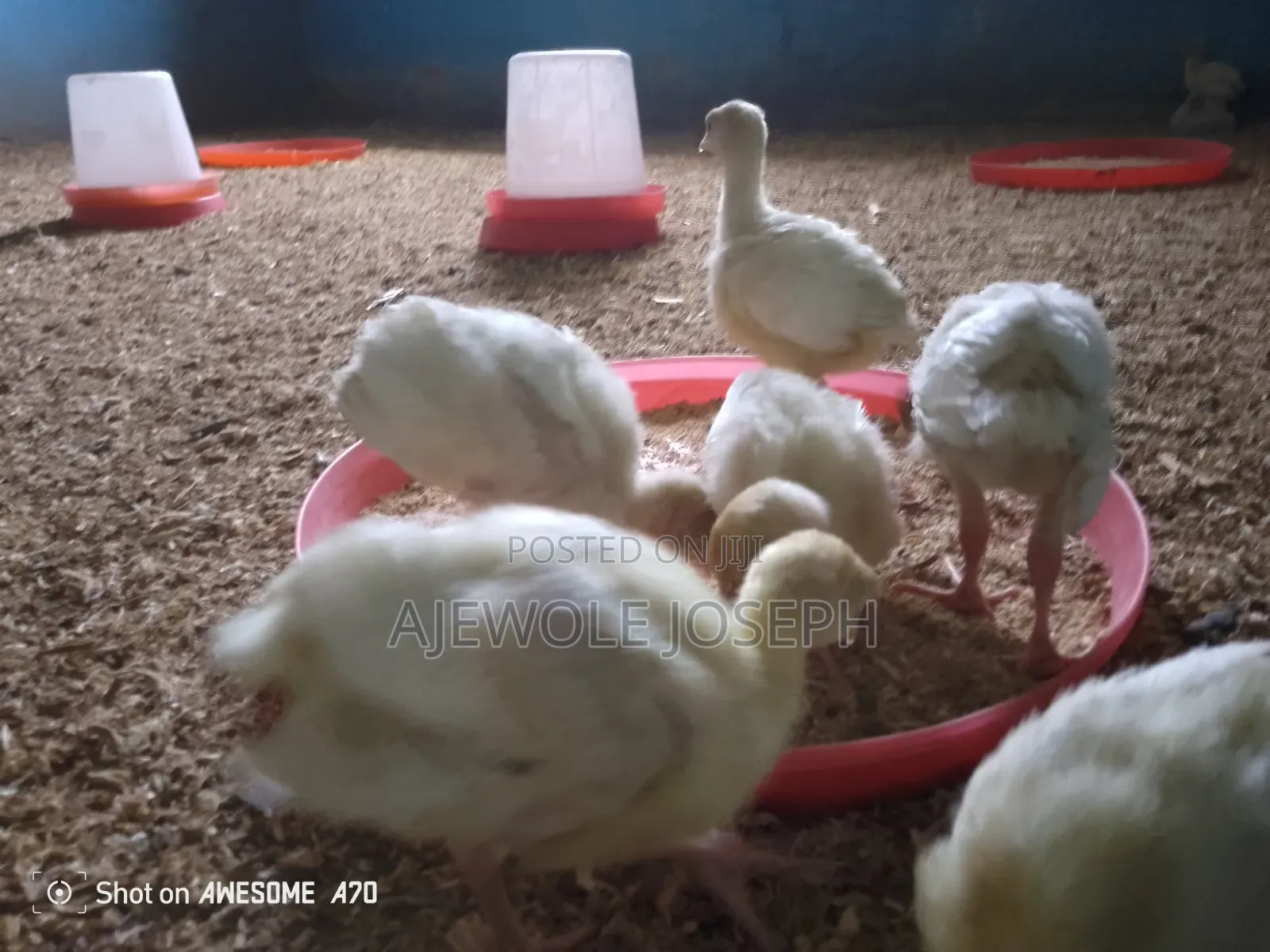 Ajewolefarmsltd