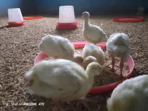 Ajewolefarmsltd