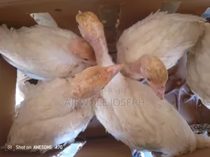 Ajewolefarmsltd