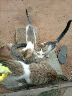 1-3 months Female Mixed Breed Cat
