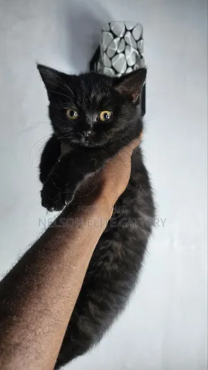 1-3 months Male Purebred British Shorthair