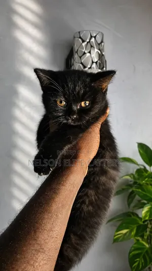1-3 months Female Purebred British Shorthair