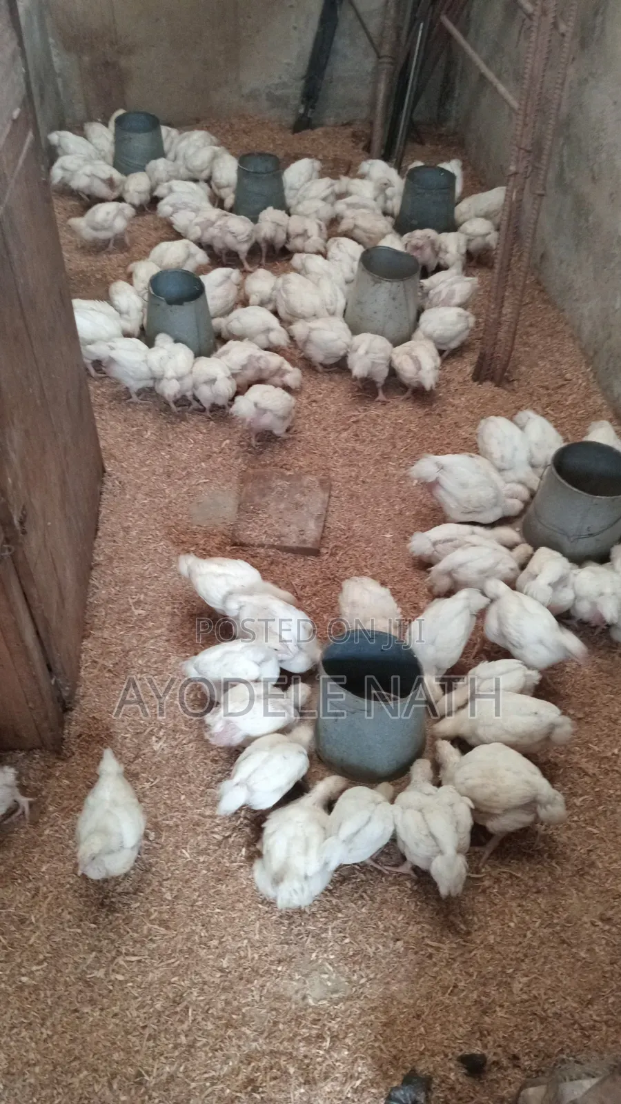 4 Weeks Old Broilers