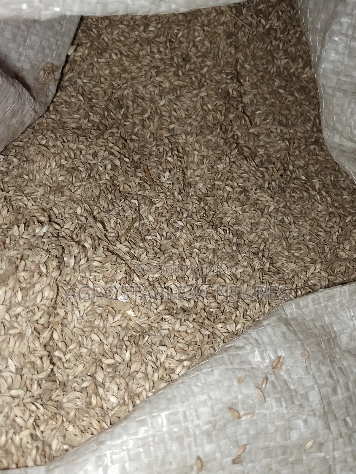 Brachiaria Grass Seed Per Kg