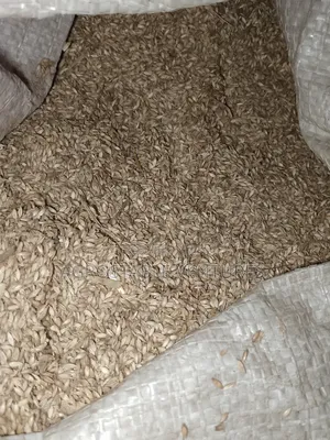Brachiaria Grass Seed Per Kg