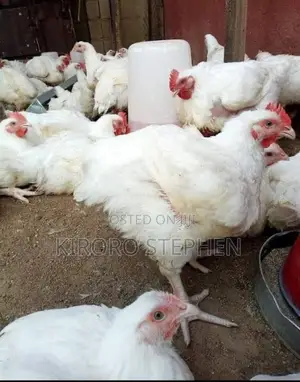 Get Your Matured Broiler Chickens Delivered to You