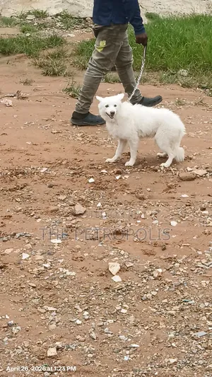 1+ year Male Purebred American Eskimo
