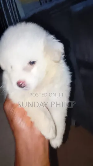 1-3 months Female Purebred American Eskimo
